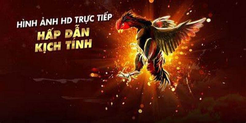 Tổng hợp trang đá gà trực tiếp được nhiều người yêu thích hiện nay